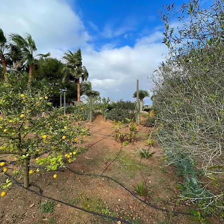 Olivos - Grupo Berna Ses Salines (Mallorca)