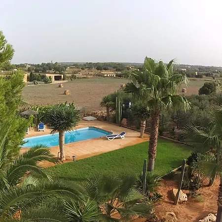 Olivos - Grupo Berna * Ses Salines (Mallorca)